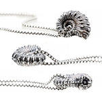 Pendere | Ammonite