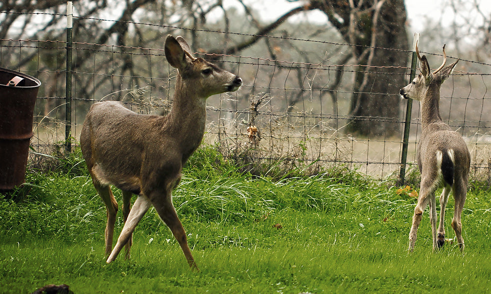 Deer Hobbling