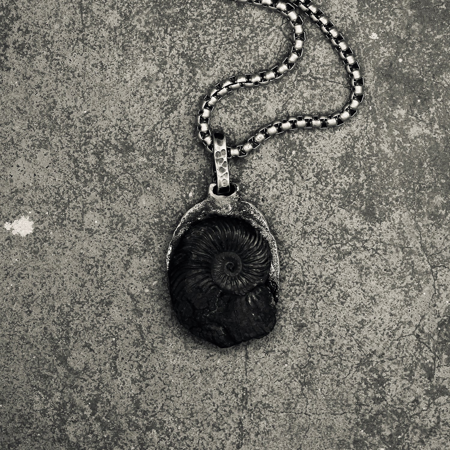 Pendere | Ammonite (real)